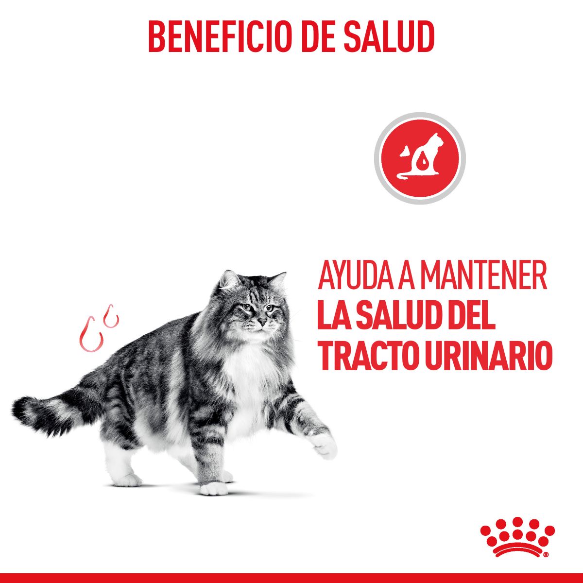 Royal Canin Urinary Care para Gato Kg - Alimento para Gato Royal Canin Urinary Care para Gato Kg - Alimento para Gato